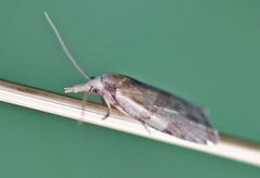 Sparganothis pilleriana
