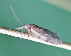 Sparganothis pilleriana