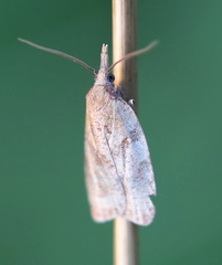 Sparganothis pilleriana