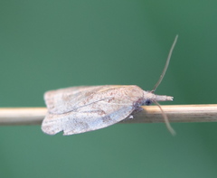 Sparganothis pilleriana