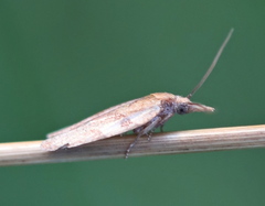 Sparganothis pilleriana