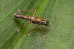Artemidorus sobrinus