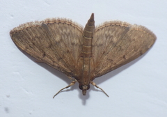 Crambidae
