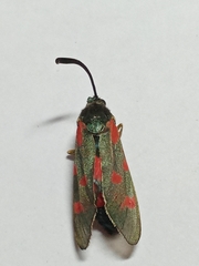 Zygaena centaureae