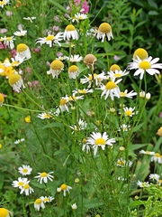 Tripleurospermum inodorum