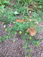 Matricaria discoidea