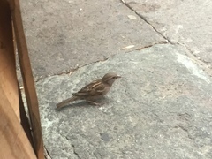 Passer domesticus