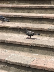 Columba livia domestica