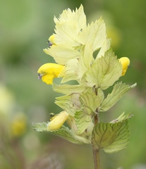 Rhinanthus freynii