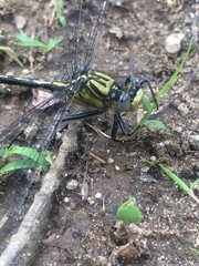 Arigomphus