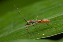 Phaenacantha bicolor