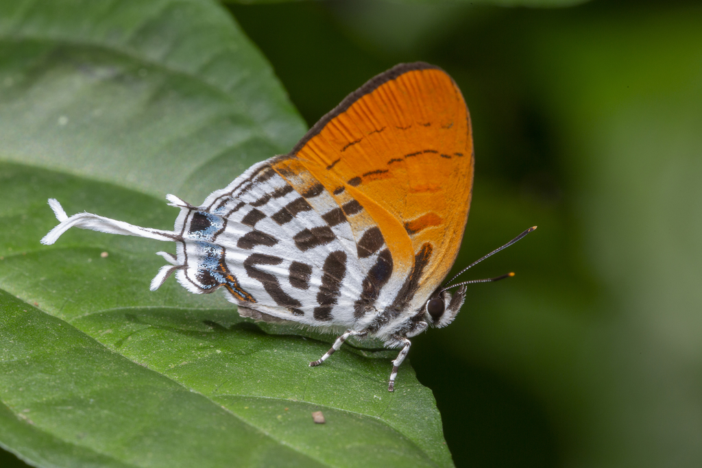 Cheritrina