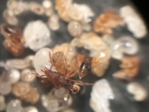 Strumigenys pilinasis