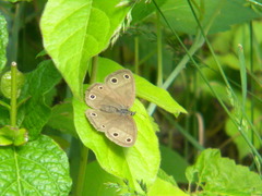 Megisto cymela cymela