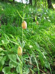 Fritillaria gussichiae