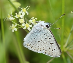 Lycaena tityrus subalpina