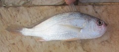 Larimus breviceps