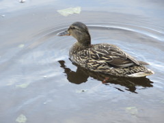 Anas platyrhynchos
