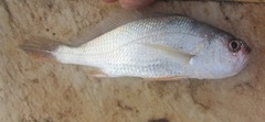 Larimus breviceps
