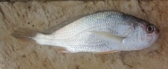 Larimus breviceps