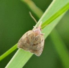Sparganothis pilleriana