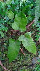 Stegnogramma wilfordii