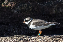 Charadrius hiaticula