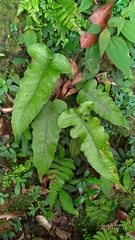 Stegnogramma wilfordii