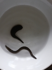 Haemopidae