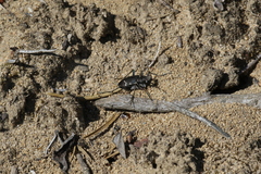 Cicindela longilabris