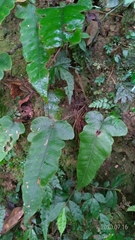 Stegnogramma wilfordii