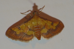 Crambidae