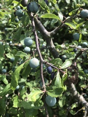 Prunus × fruticans