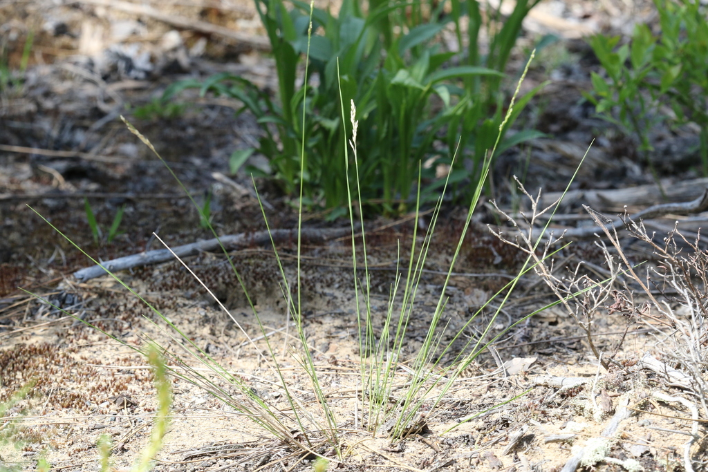 Piptatheropsis