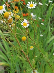 Tripleurospermum inodorum