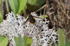 Bombylius mexicanus