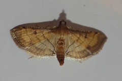 Spilomelini