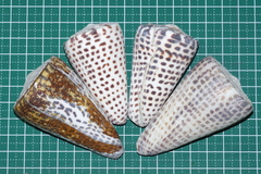 Conus litteratus