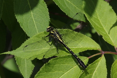 Hylogomphus adelphus