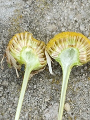 Tripleurospermum inodorum