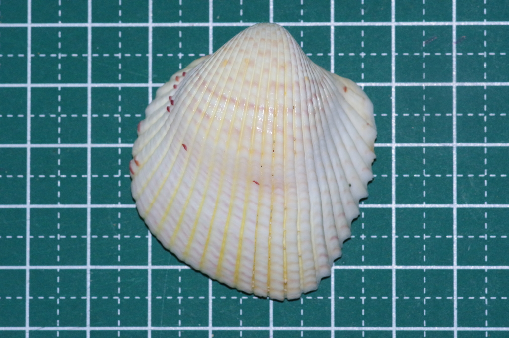 Pacific strawberry cockle