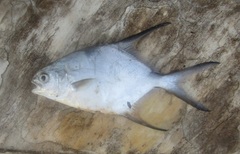 Trachinotus goodei