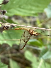 Ephemera glaucops