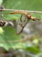 Ephemera glaucops
