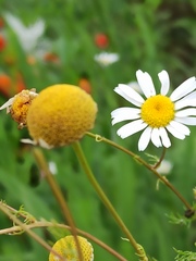 Tripleurospermum inodorum