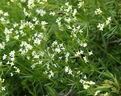 Galium anisophyllon
