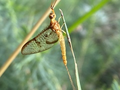 Ephemera glaucops