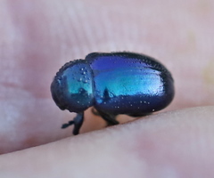 Chrysochus asclepiadeus