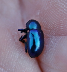 Chrysochus asclepiadeus