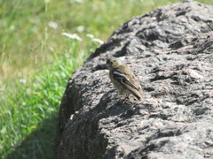 Fringilla coelebs